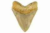 Serrated, Fossil Megalodon Tooth - Indonesia #279206-2